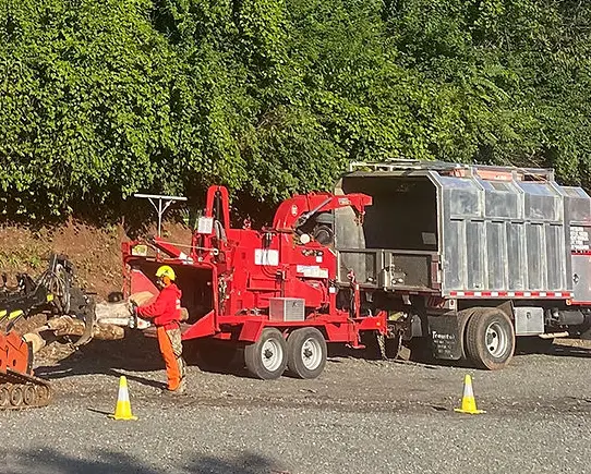 Tree service in nj