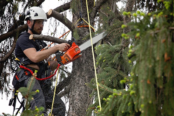 Fall Is The Perfect Time for Tree Pruning with Sage Landscaping of Watchung, NJ