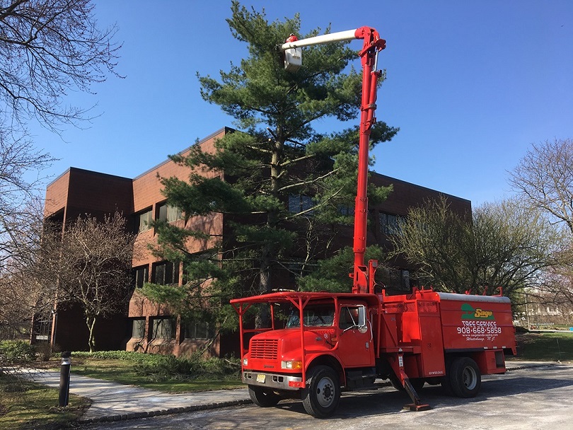 Sage Tree Experts - Tree Trimming