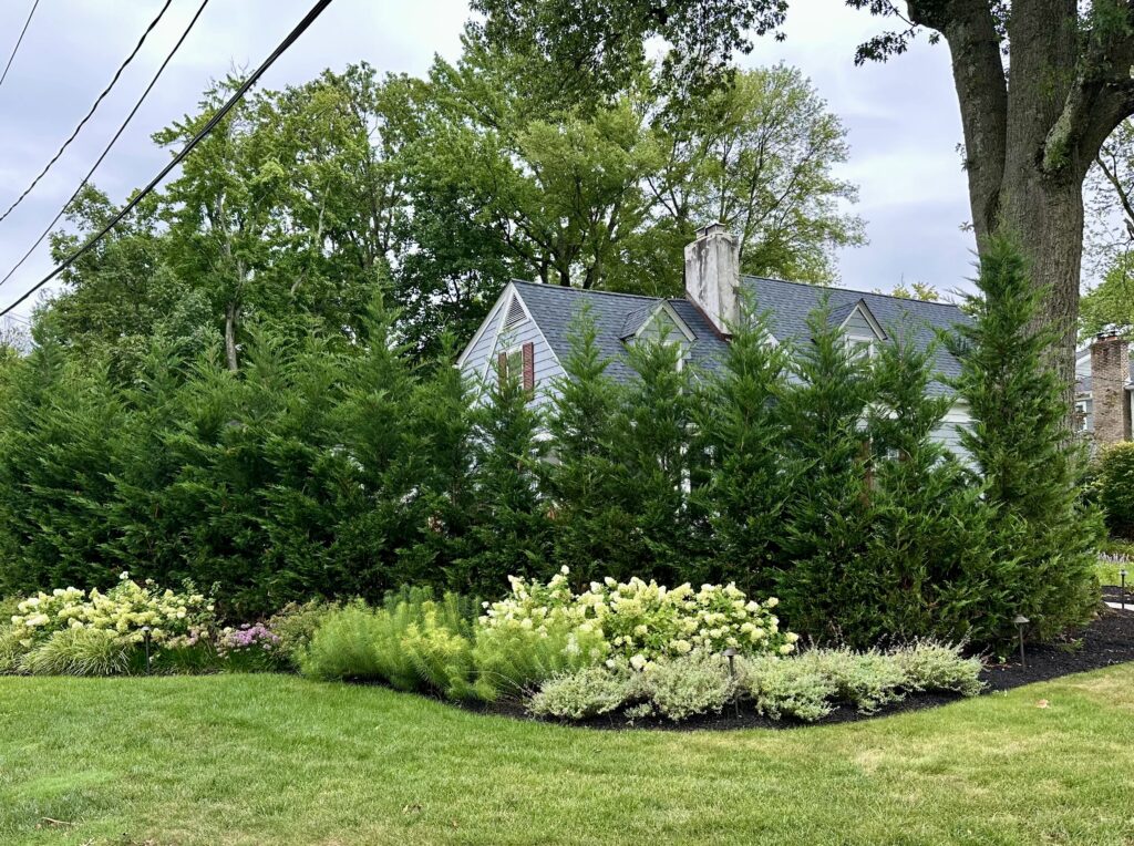 Privacy Landscaping and New Lawn Installation in Warren Township, NJ - Sage Landscaping
