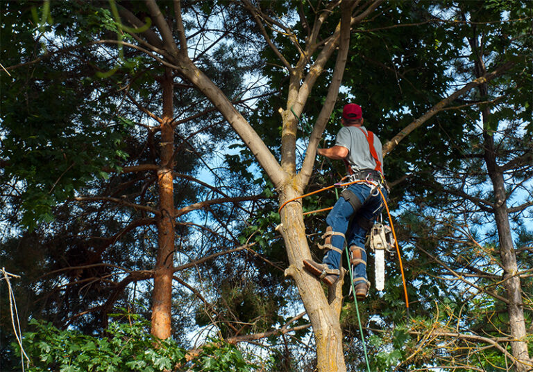 Why November Is the Best Time for Tree Pruning in NJ