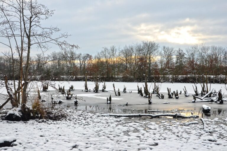 Winter Hardscape Drainage Timing
